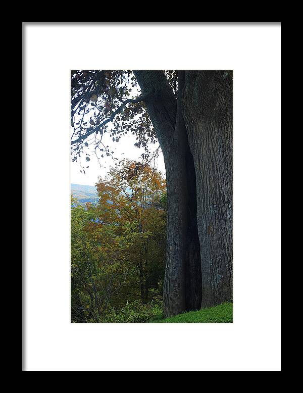Nature Framed Print featuring the photograph Blue Ridge Parkway Tree by Cathy Lindsey