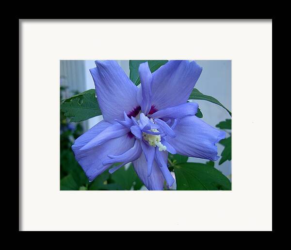 Blue Rose Of Sharon Framed Print By Michiale Schneider 
