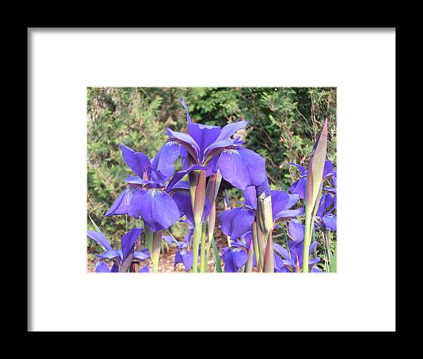 Peach Framed Print featuring the photograph Blue Sentry by Tim Donovan