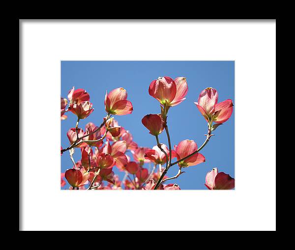 Dogwood Framed Print featuring the photograph Blue Sky Art Prints Pink Dogwood Flowers 16 Dogwood Tree Art Prints Baslee Troutman by Patti Baslee