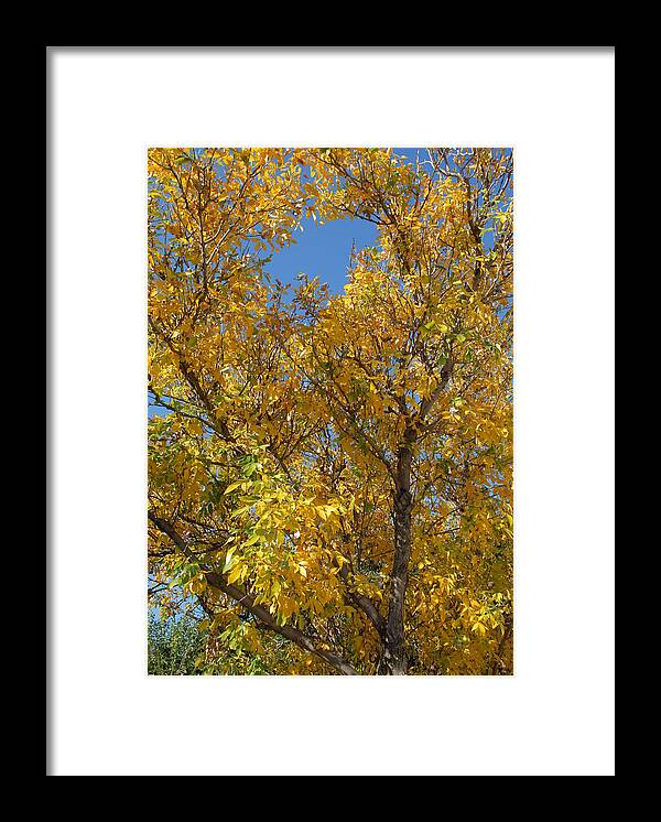 Fall Color Framed Print featuring the photograph Blue Sky Fall by Bill Hyde