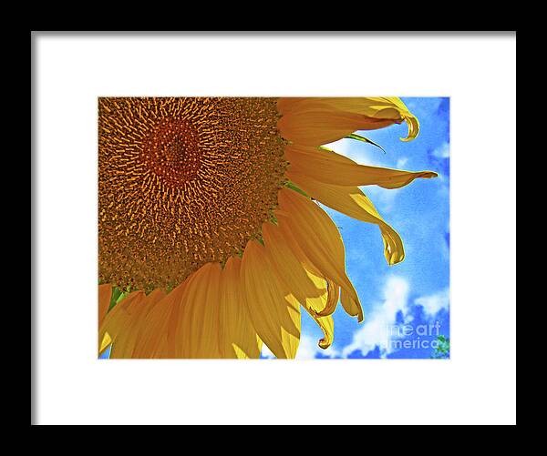 Florida Framed Print featuring the photograph Blue Sky Sunflower by George D Gordon III