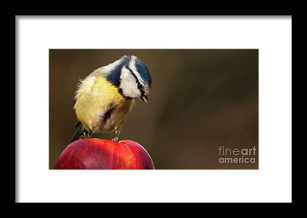 Bird Framed Print featuring the photograph Blue Tit Cyanistes caeruleus sat on a red apple looking down by Simon Bratt