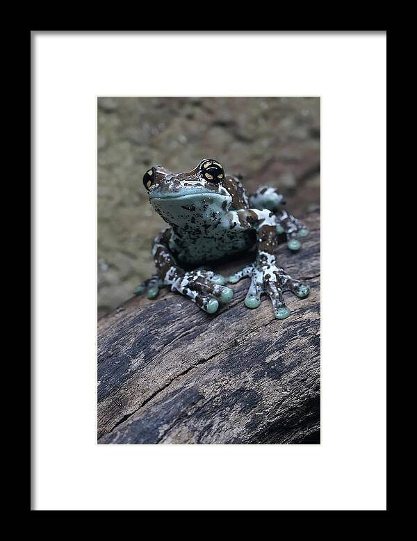 Animal Framed Print featuring the photograph Blue Tree Frog by Jaroslaw Blaminsky
