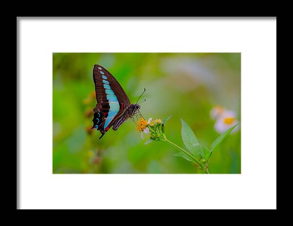 Blue Triangle Framed Print featuring the photograph Blue Triangle Butterfly on Okuma by Jeff at JSJ Photography