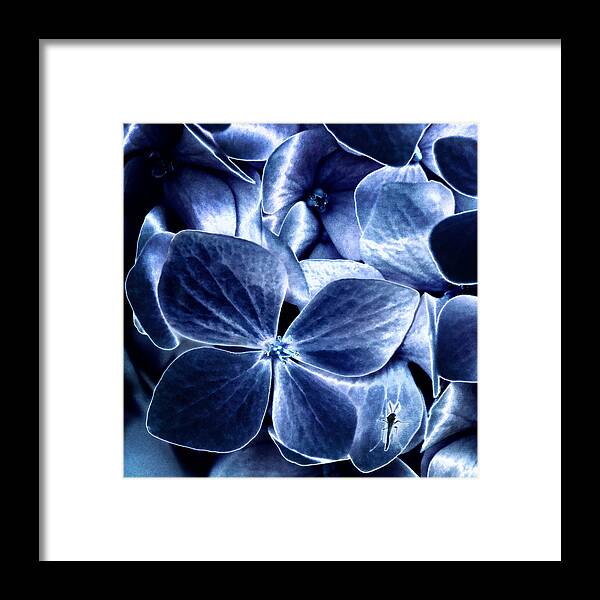 Photography Framed Print featuring the photograph Blue Velvet by Darlene Kwiatkowski