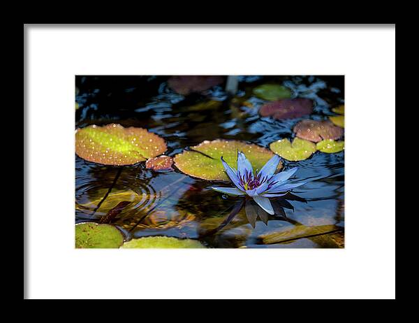 Blue Water Lily Flower Pond Framed Print featuring the photograph Blue Water Lily Pond by Brian Harig