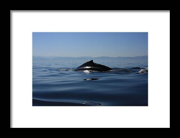 Whale Framed Print featuring the photograph Blue Waters by Nicola Fiscarelli