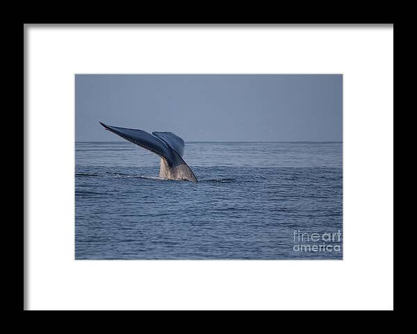 Blue Framed Print featuring the photograph Blue Whale Tail by Suzanne Luft