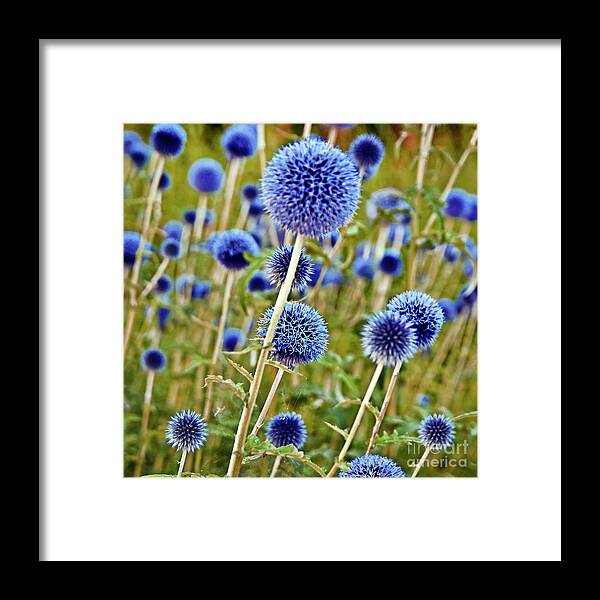 Blue Wild Thistle Framed Print featuring the photograph Blue Wild Thistle by Silva Wischeropp