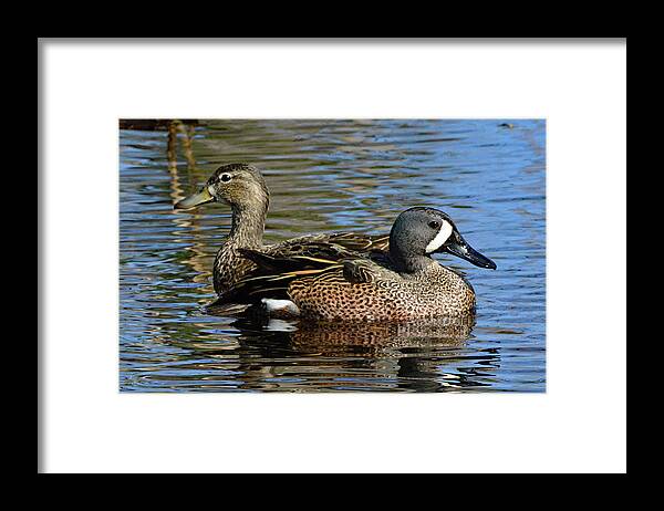Ducks Framed Print featuring the photograph Blue Winged Teal Pair by Jerry Griffin