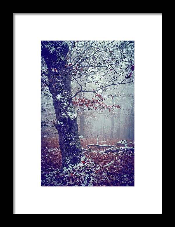 Jenny Rainbow Fine Art Photography Framed Print featuring the photograph Blue Woods. Mysterious by Jenny Rainbow