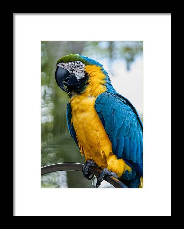 Green Framed Print featuring the photograph Blue Yellow Macaw No.1 by Mark Myhaver