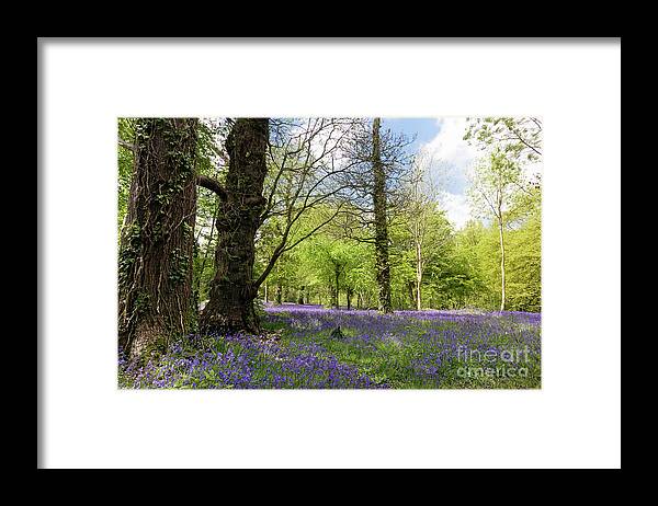 Bluebell Framed Print featuring the photograph Bluebell Season by Terri Waters