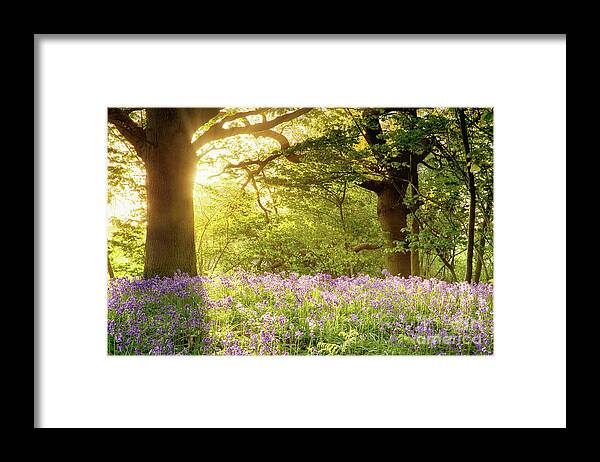 Bluebells Framed Print featuring the photograph Bluebell wood with magical morning sunrise by Simon Bratt