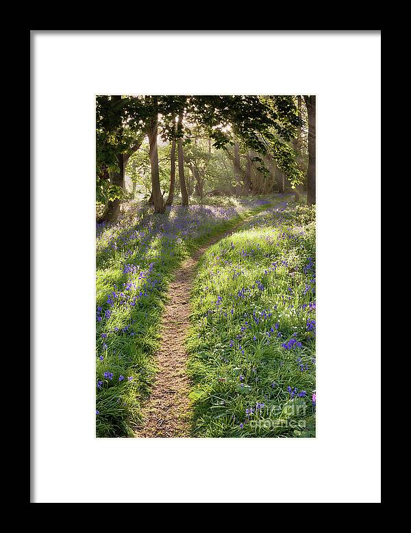 Bluebell Forest Framed Print featuring the photograph Bluebell woodland path with dreamy sunrise by Simon Bratt
