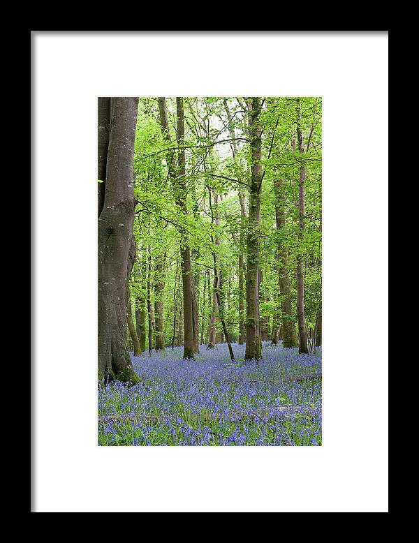 Helen Northcott Framed Print featuring the photograph Bluebell Woods ii by Helen Jackson