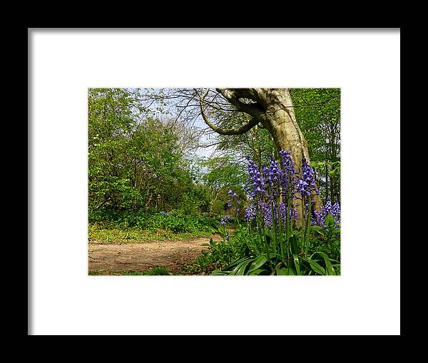 Bluebells Framed Print featuring the photograph Bluebells By The Tree by John Topman
