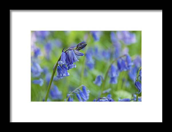 Nature Framed Print featuring the photograph Bluebells by Wendy Cooper