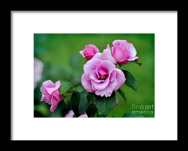 Lavender Framed Print featuring the photograph Blueberry Hill Roses by Karen Adams