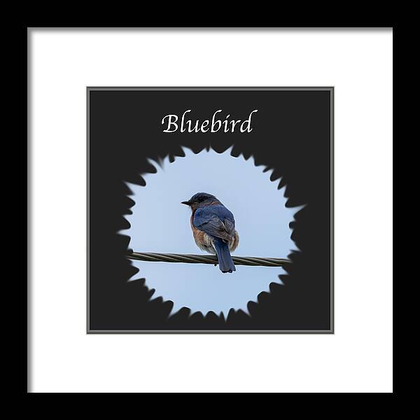 Eastern Bluebird Framed Print featuring the photograph Bluebird by Holden The Moment