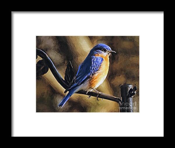 Bluebird Framed Print featuring the photograph Bluebird Portrait by Sue Melvin