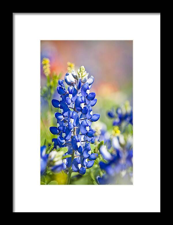Blue Framed Print featuring the photograph Bluebonnet 1 by Olivier Steiner