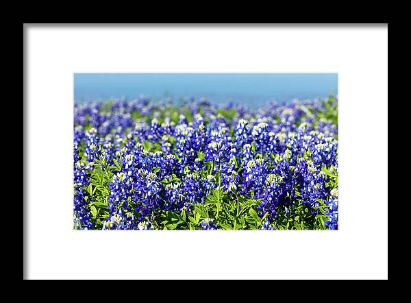 Austin Framed Print featuring the photograph Bluebonnets by Raul Rodriguez