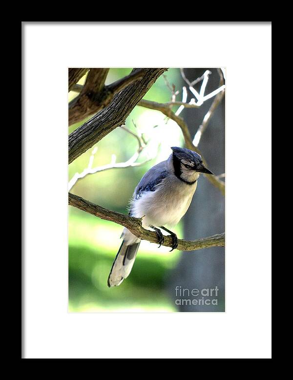 Bluejay Framed Print featuring the photograph Bluejay by Dani McEvoy