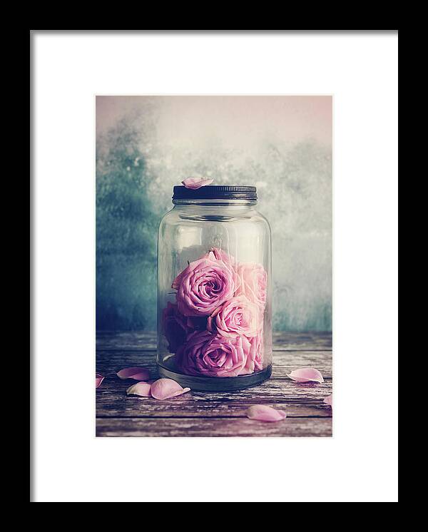 Rose Framed Print featuring the photograph Blush by Amy Weiss
