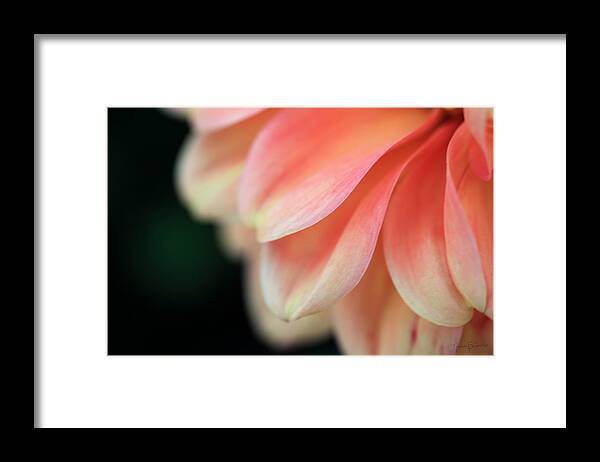 Flower Framed Print featuring the photograph Blush by Nancy Coelho