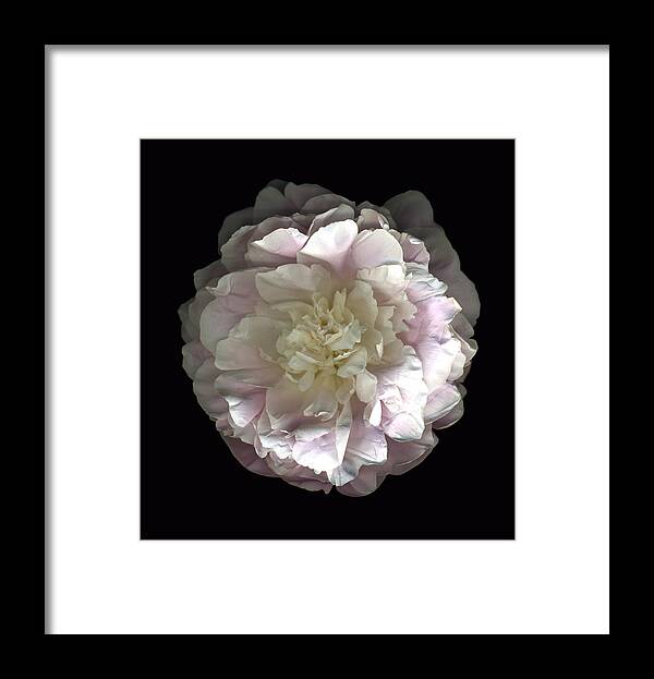 Scanography Framed Print featuring the photograph Blush Peony Open by Deborah J Humphries