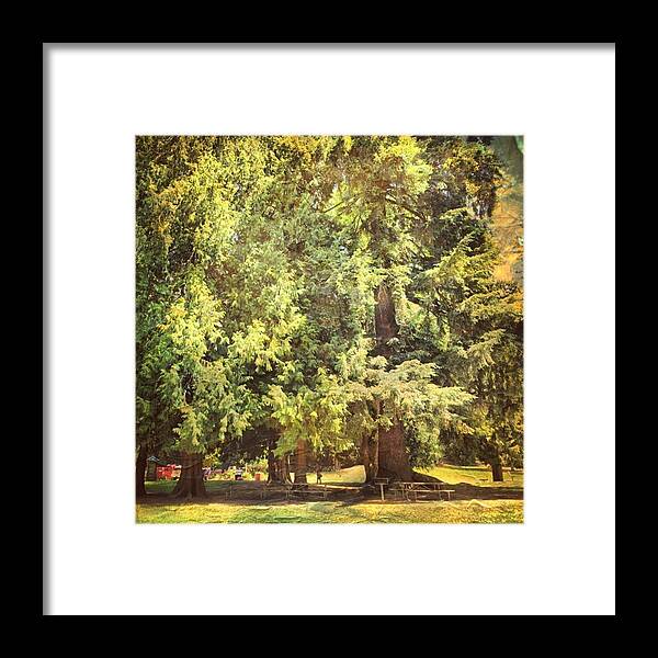 Distressedfx Framed Print featuring the photograph Blyth Park #bothell #trees #picnic by Joan McCool