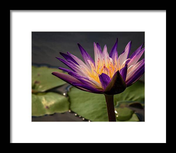 Water Lily Framed Print featuring the photograph Bmp #3 by Susan Callaway