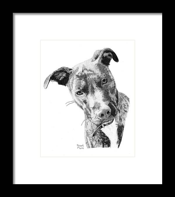 Dog Framed Print featuring the drawing Bo by Robert Morin