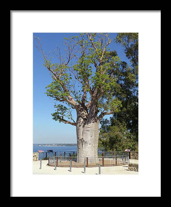 Boab Tree Framed Print featuring the photograph Boab Tree - Kings Park by Phil Banks
