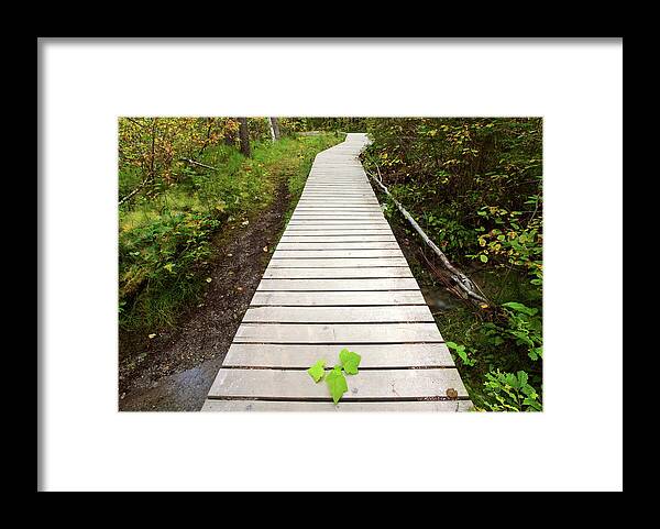 Bushes Framed Print featuring the digital art Boardwalk to Backguard Falls in British Columbia by Mark Duffy