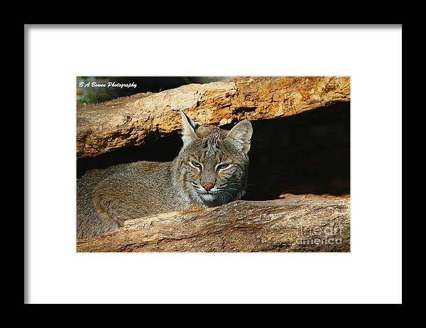 Bobcat Framed Print featuring the photograph Bobcat Hiding in a Log by Barbara Bowen