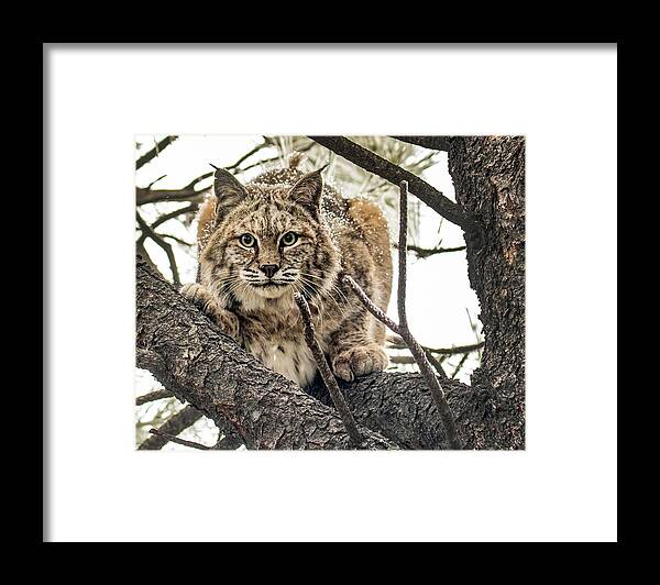 Categories Framed Print featuring the photograph Bobcat in Winter by Dawn Key