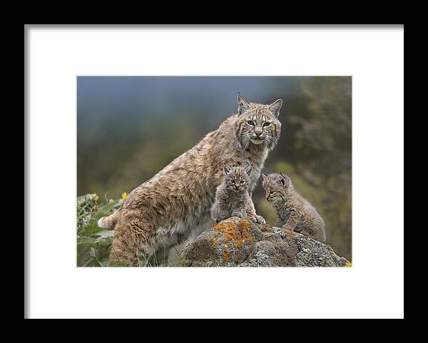 00177004 Framed Print featuring the photograph Bobcat Mother And Kittens North America by Tim Fitzharris