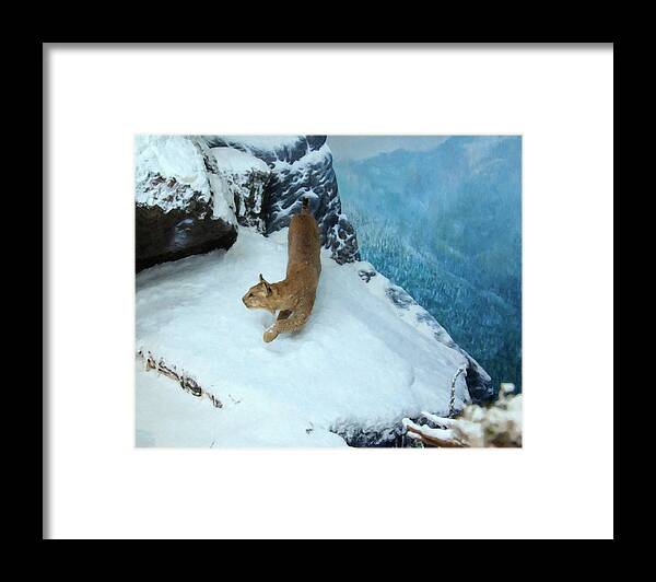 Bobcat Framed Print featuring the digital art Bobcat on a mountain ledge by Flees Photos