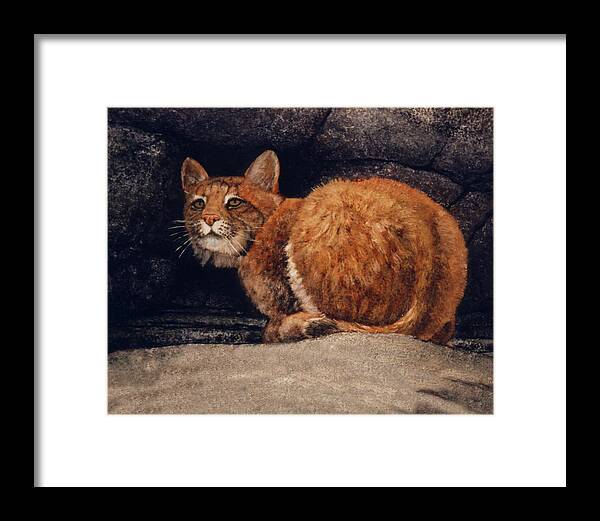 Wildlife Framed Print featuring the painting Bobcat On Ledge by Frank Wilson