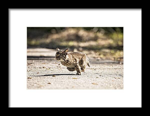 Bobcat Framed Print featuring the photograph Bobcat on the Run by Michael White