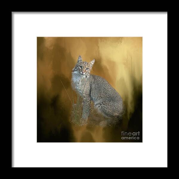 Bobcat Framed Print featuring the photograph Bobcat by Renee Trenholm
