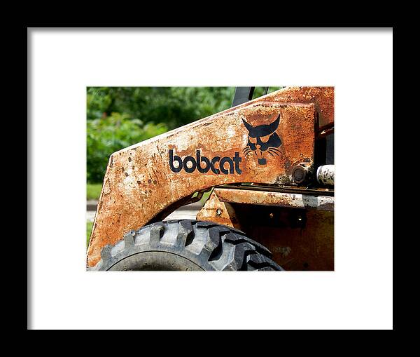 Bobcat Framed Print featuring the photograph REDUCED Bobcats Strut by Wild Thing