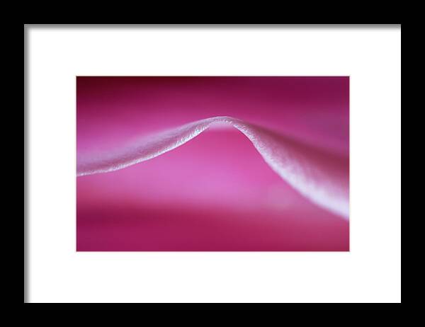 Flower Framed Print featuring the photograph Bodacious Curve by Bob Cournoyer