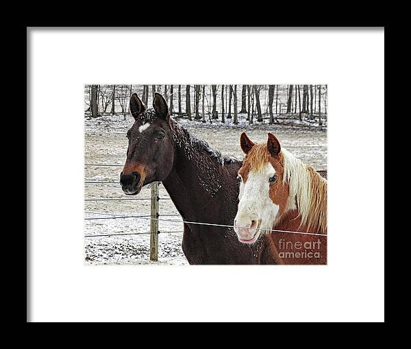 Horse Vermont Farming Framed Print featuring the photograph Body Heat by Karen Velsor