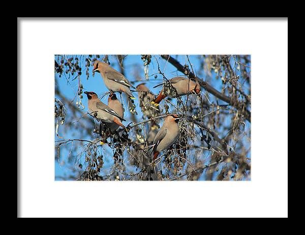 Bird Framed Print featuring the photograph Bohemian Waxwings by Kathy Bassett