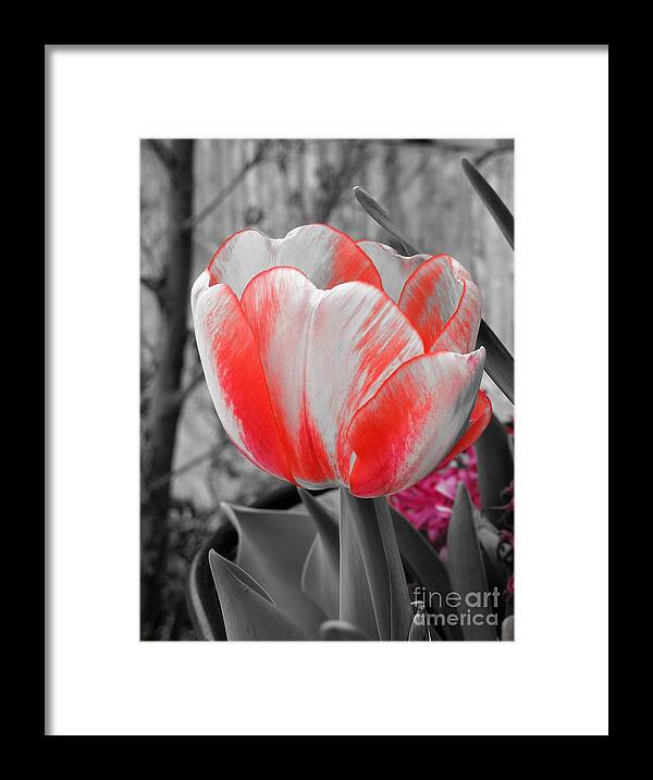 Tulip Framed Print featuring the photograph Bold Tulip by Chad and Stacey Hall
