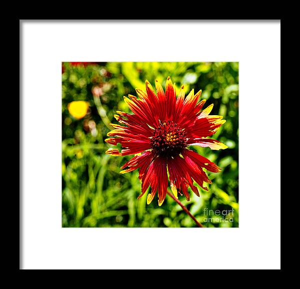 Boldly Framed Print featuring the photograph Boldly I Am by Gary Richards